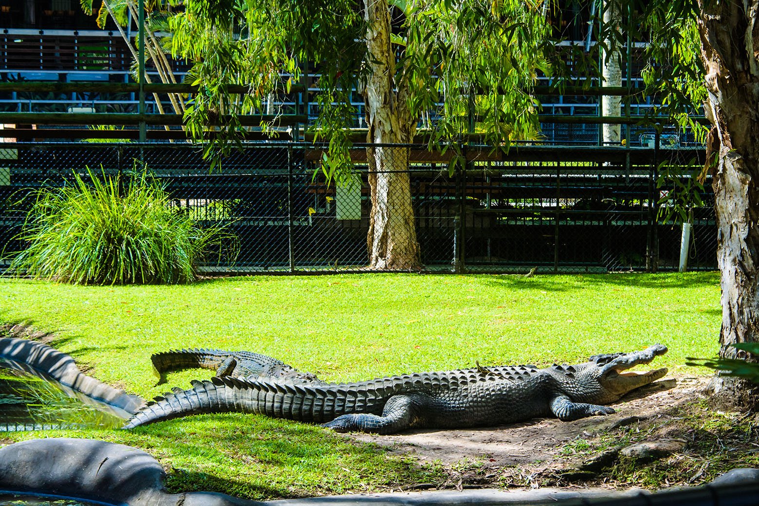 The crocs were resting between the shows at the Australia Zoo.