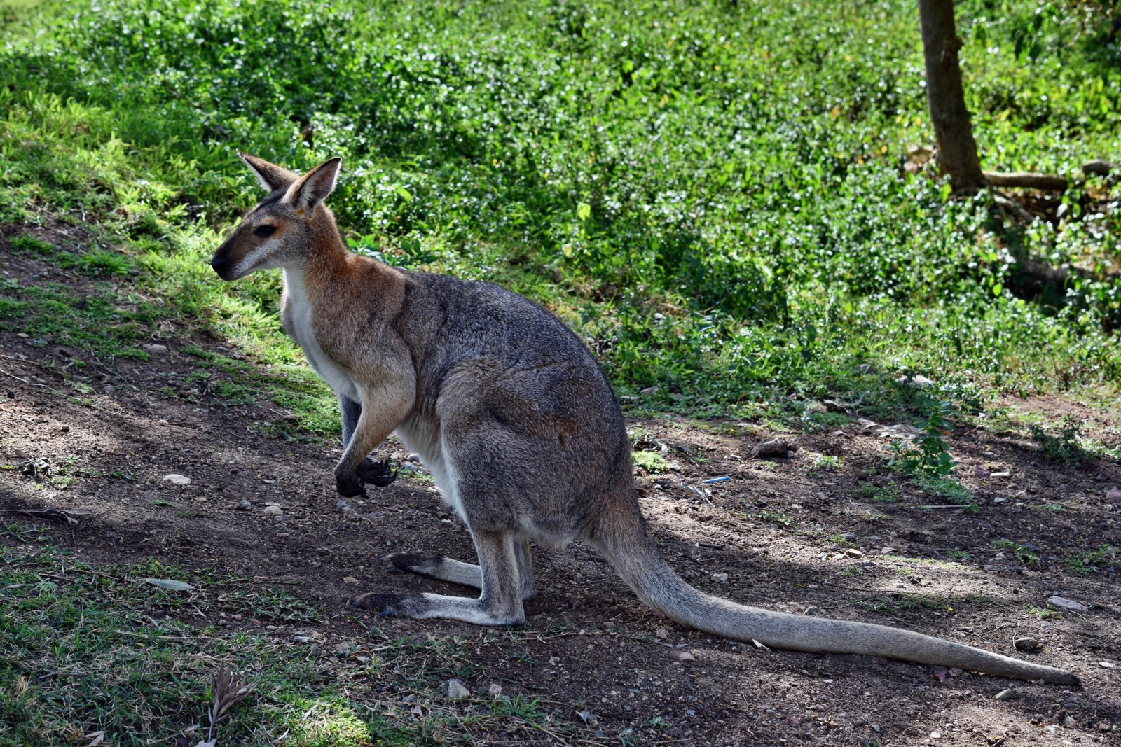 Grey-wallaby-sunshinecoast